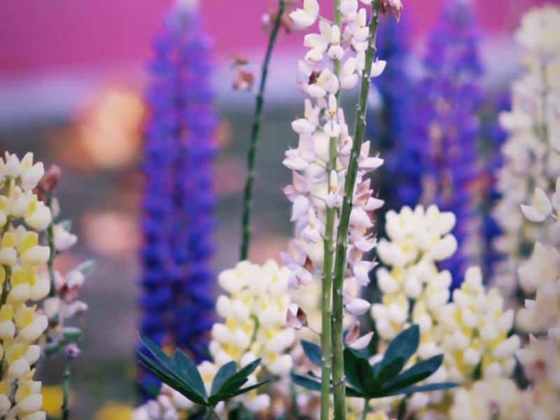 Lupine flowers of many colors growing together