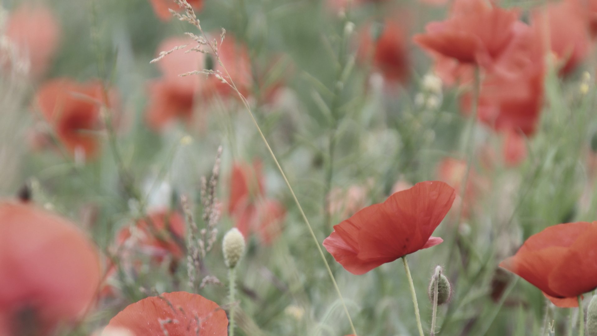 Muted field of red poppies in soft focus