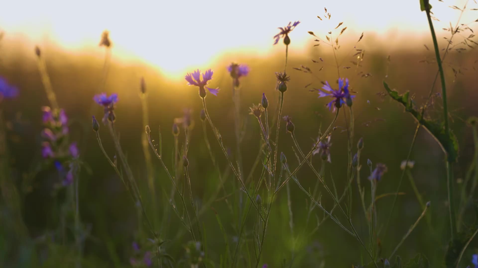 A single purple flower in soft light